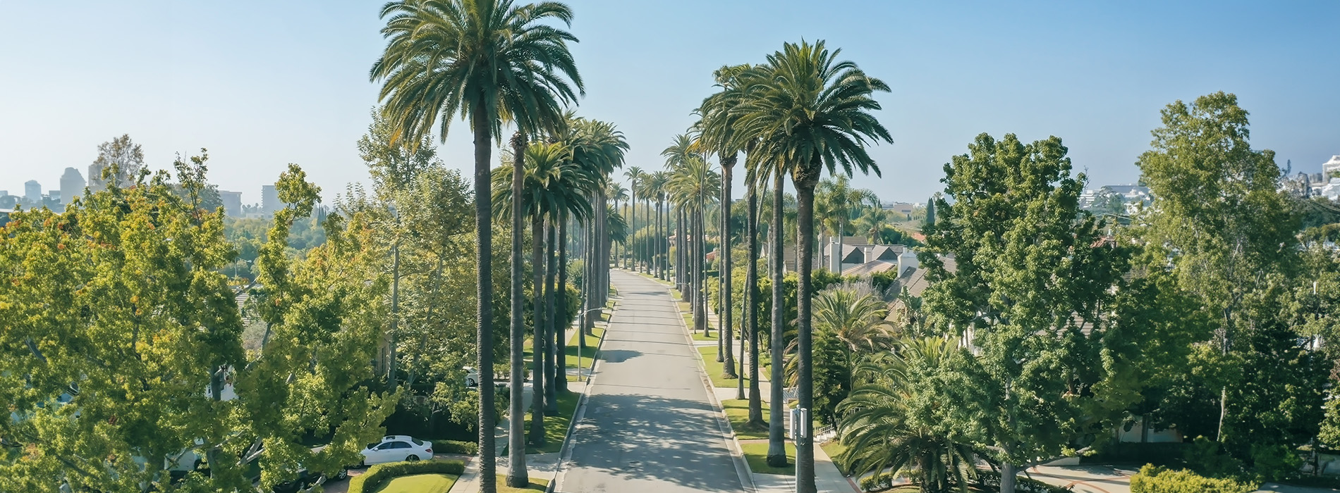 The image shows a panoramic view of a tree-lined street with palm trees on both sides, leading to a park-like area with a pathway and greenery.