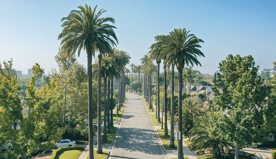 The image shows a tree-lined street with tall palm trees on either side, leading towards a clear blue sky.